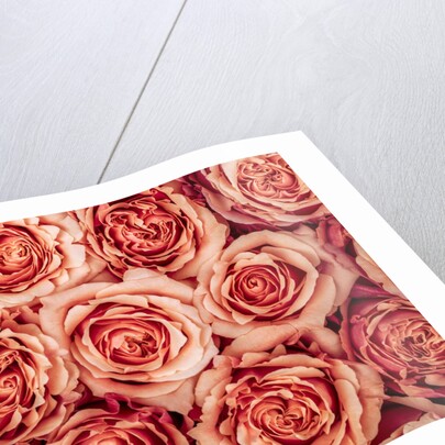 Background of roses by Assaf Frank